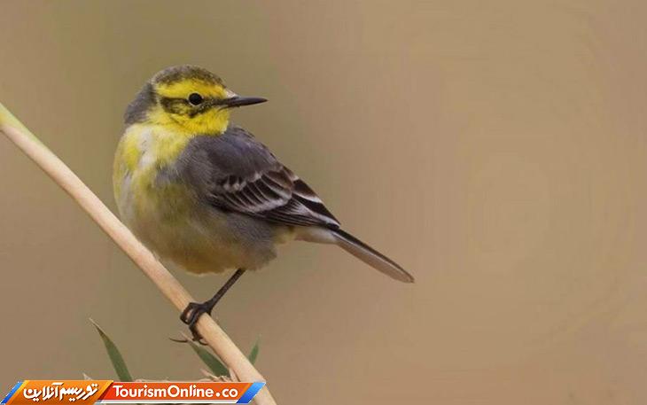 دریاچه اوان الموت قزوین