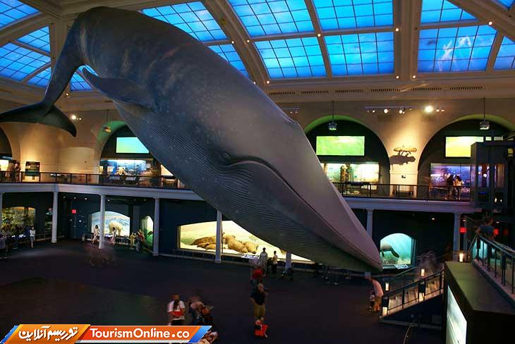 کشف استخوان دایناسور