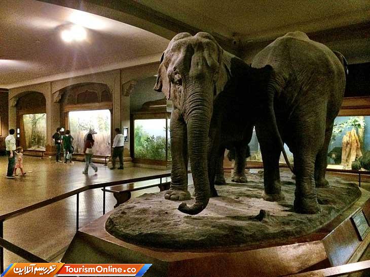 موزه استخوان دایناسور