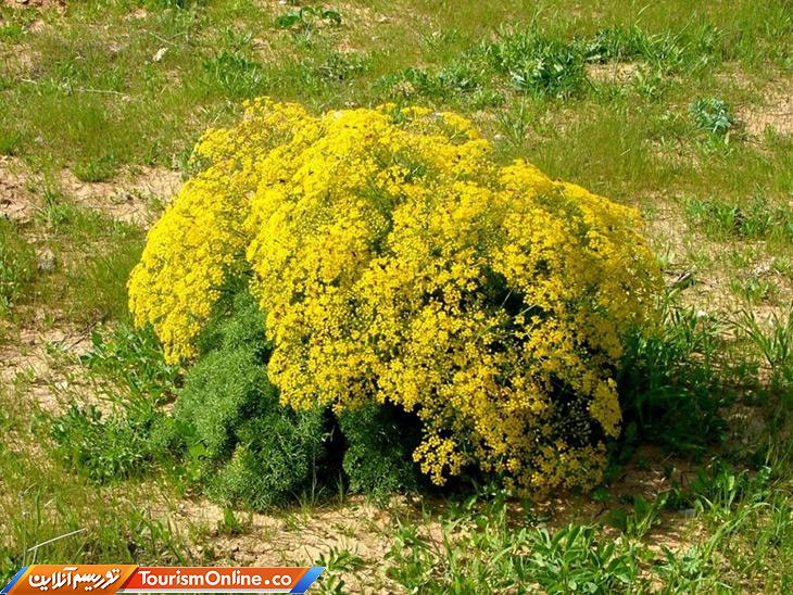 تنگ تامرادی یاسوج