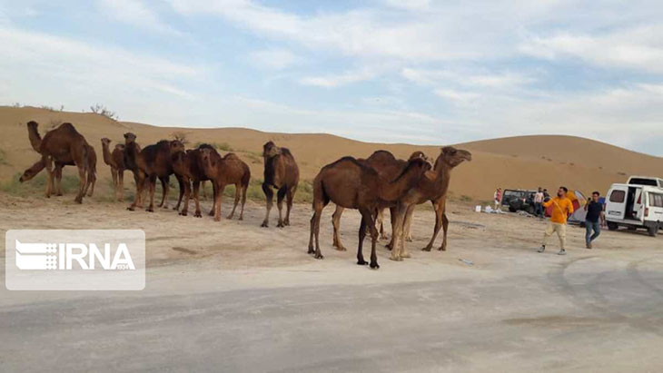 شترهای رام کویر مرنجاب