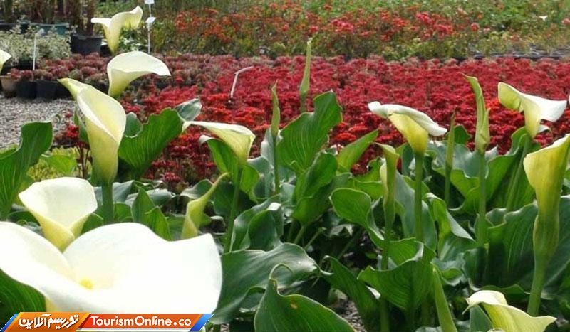 زیبایی های هلند