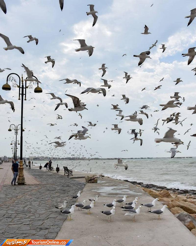 مرغ های مهاجر و دریای بوشهر