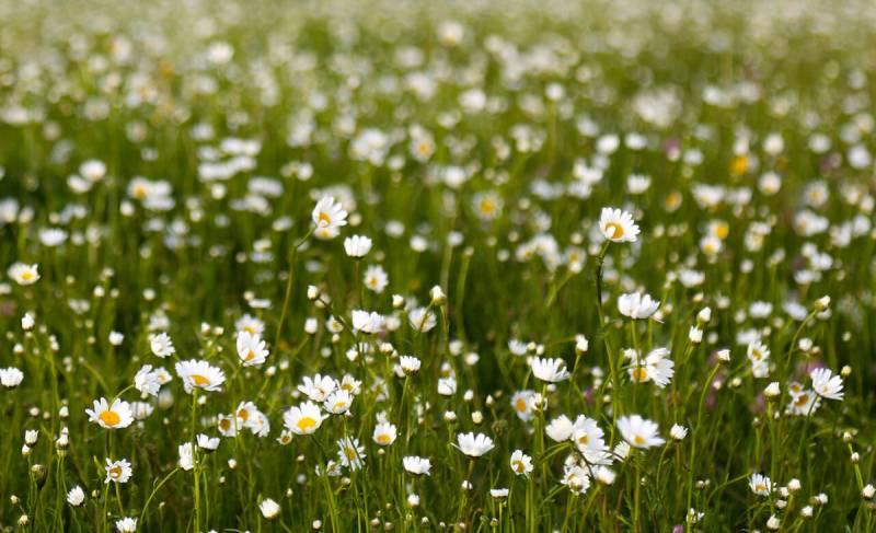 جنگل فندقلو 