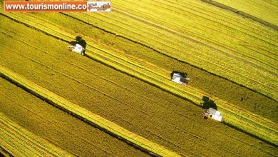 شالیزارهای طلایی