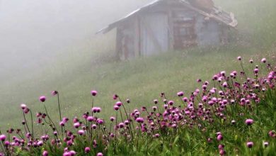 تورهاي یک‌روزه