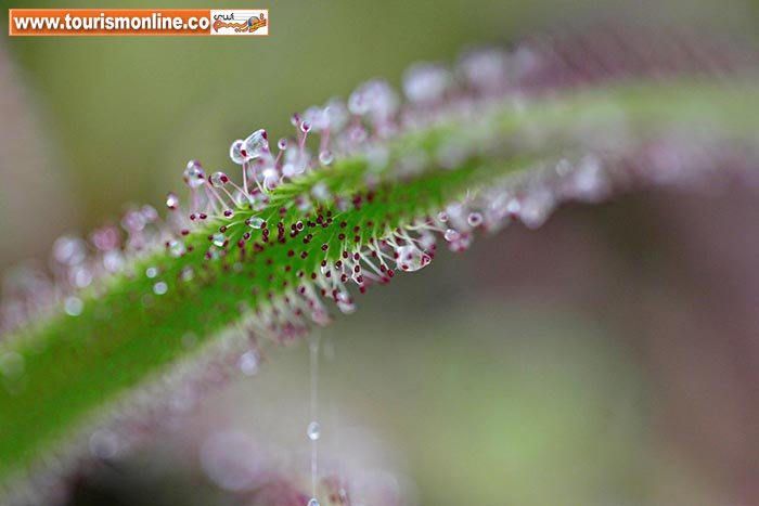 گیاهان گوشت خوار