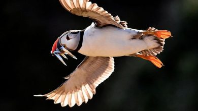 طوطی دریایی