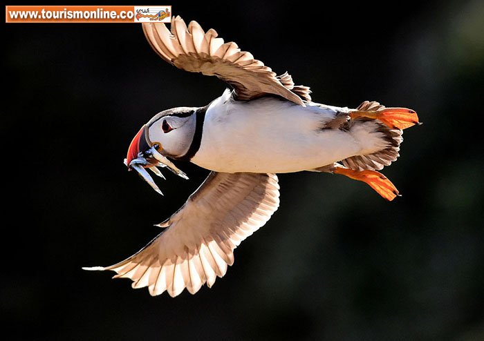 طوطی دریایی