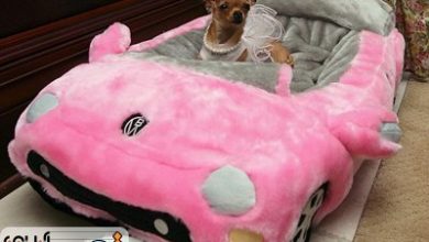 حیوانات پردرآمد