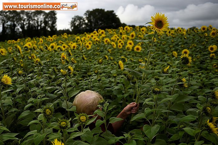 گلهای آفتابگردان