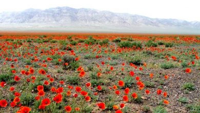 طبيعت گردی