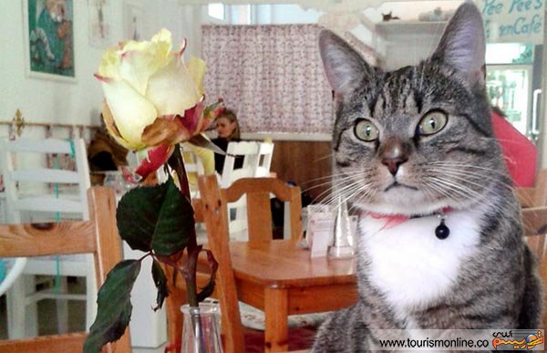 کافه گربه ای