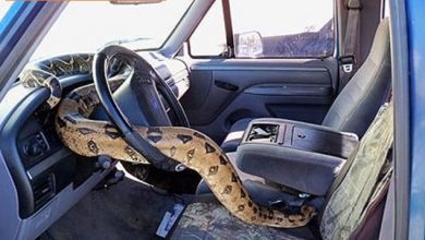 مقابله با دزدی