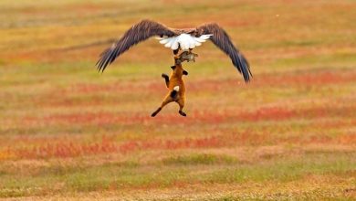 جنگ بر سر غذا