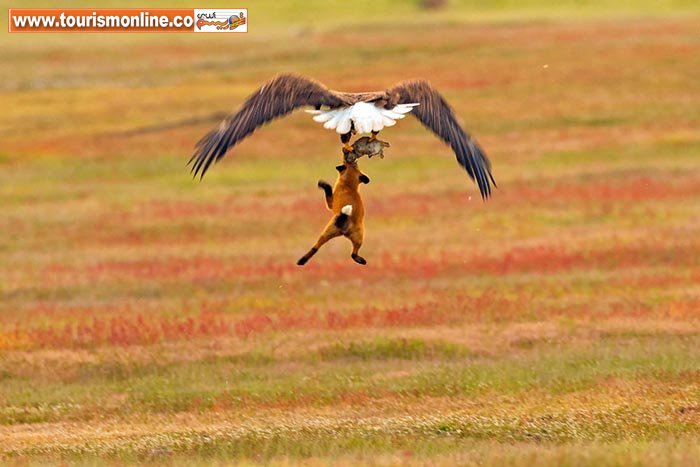 جنگ بر سر غذا