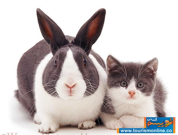 چقدر به هم شبیه اند!