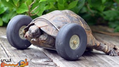 لاک پشت 90 ساله