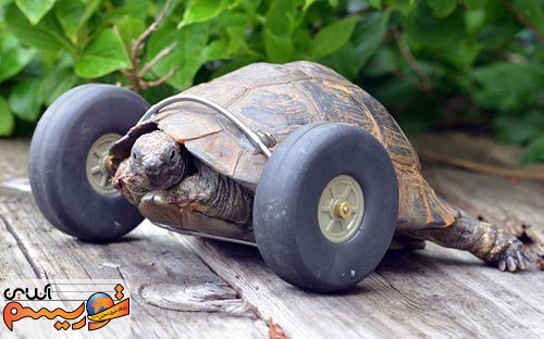 لاک پشت 90 ساله