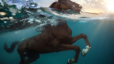 شنای حیوانات