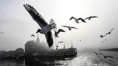 مرغان دریایی