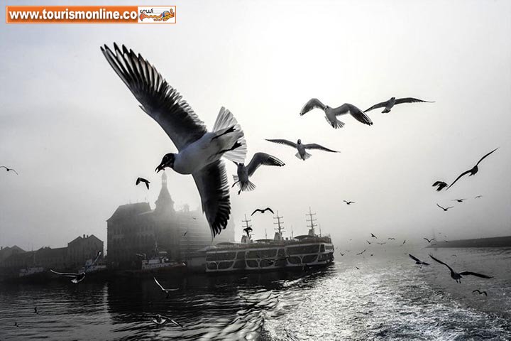 مرغان دریایی