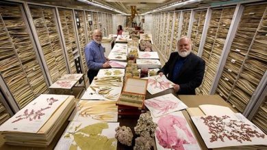 انسان شناسی