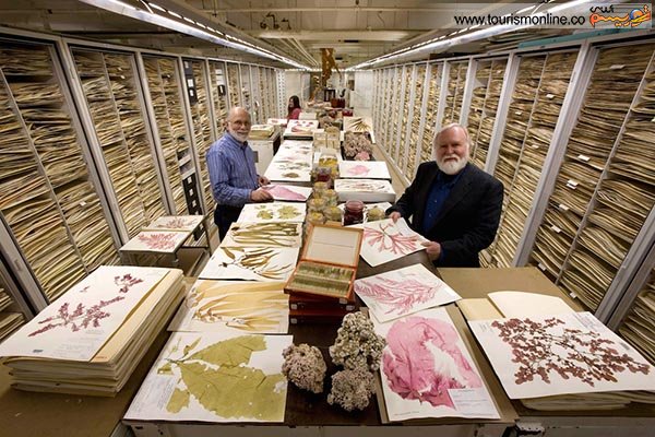 انسان شناسی