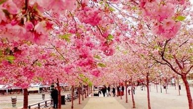 شکوفه های گیلاس