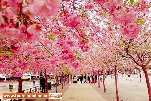 شکوفه های گیلاس