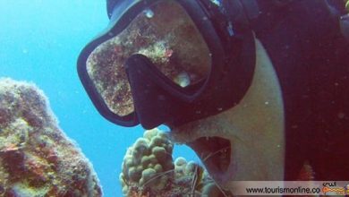 دندانپزشکی