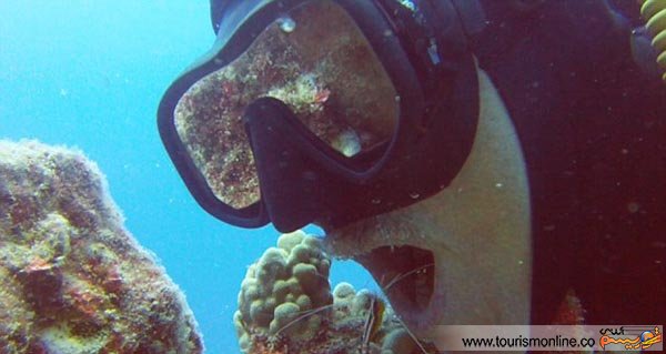 دندانپزشکی