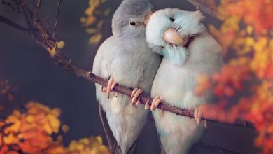 پاروتلت های دوست داشتنی