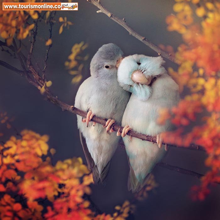 پاروتلت های دوست داشتنی