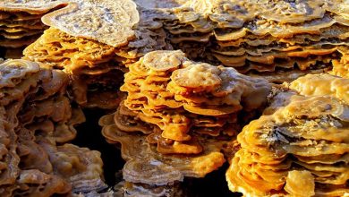 افسردگی داناکیل :صحرای نمک