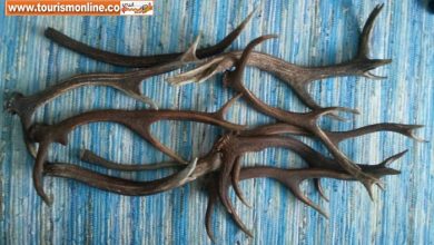 کلکسیون های متفاوت