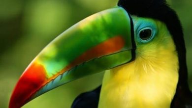 رنگی ترین موجودات زنده دنیا