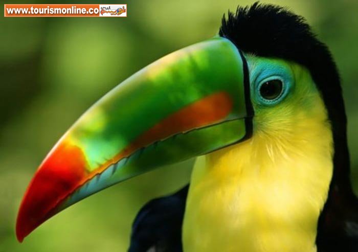 رنگی ترین موجودات زنده دنیا