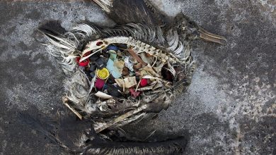 روز جهانی محیط زیست