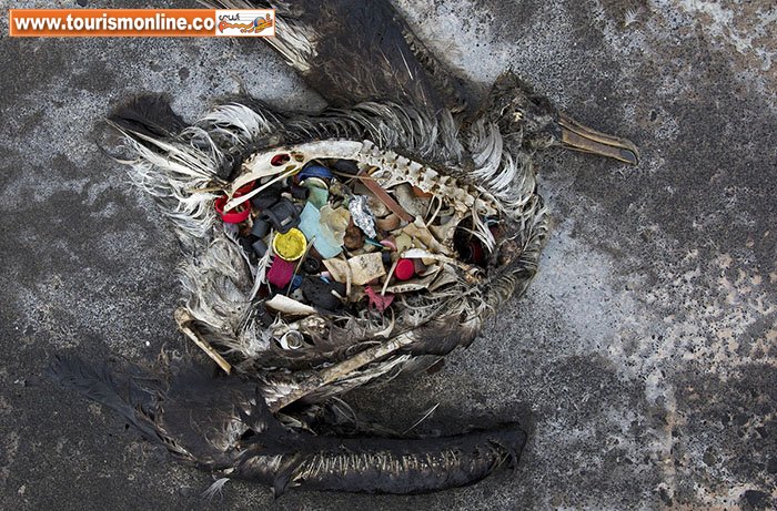 روز جهانی محیط زیست