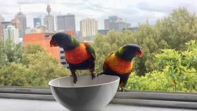 مهمانان ناخوانده