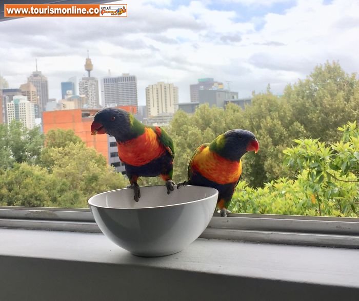 مهمانان ناخوانده