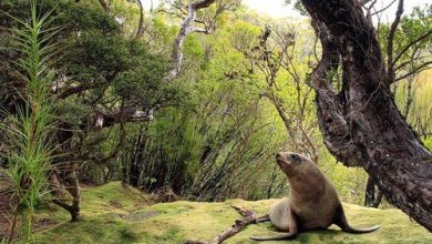 شیر دریایی جسور
