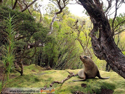 شیر دریایی جسور
