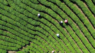 برگ‌های چای