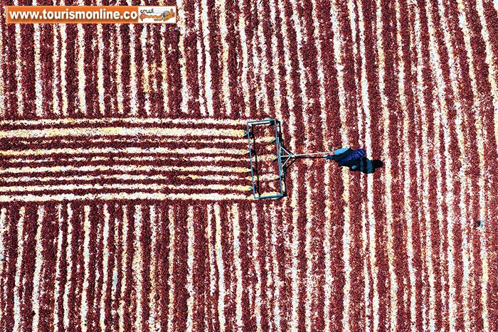 فلفل های قرمز