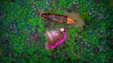 برداشت گل نیلوفرآبی