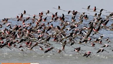 فلامینگوها