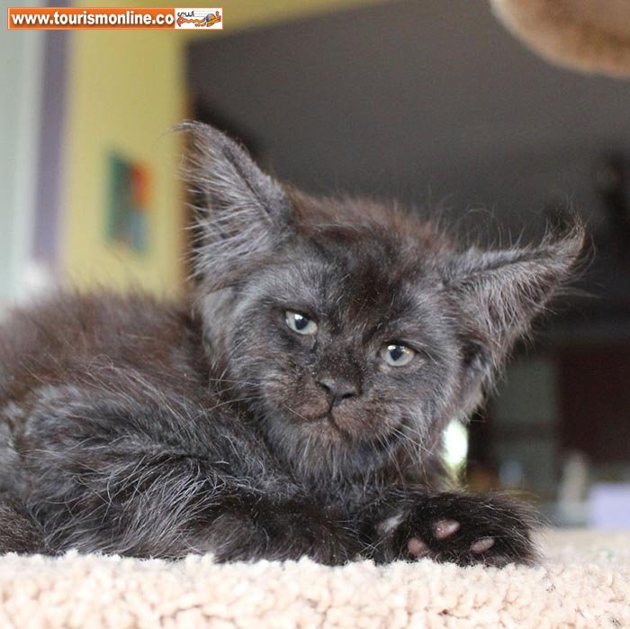 گربه انسان نما