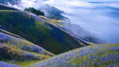 طبیعت آمریکا